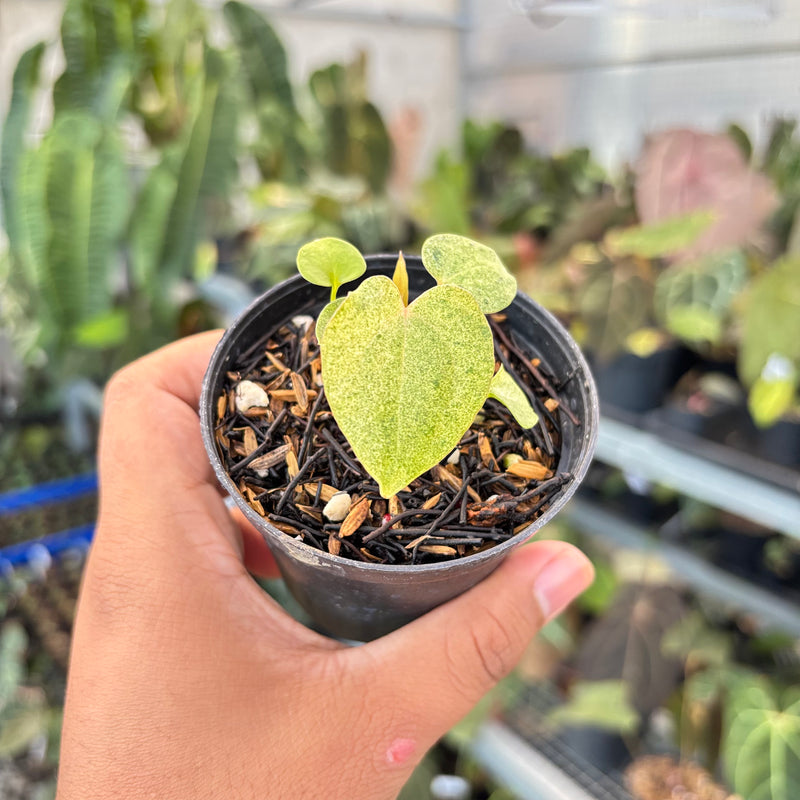 Anthurium (Dark & Handsome x Red Velvet Cake) x RVDP