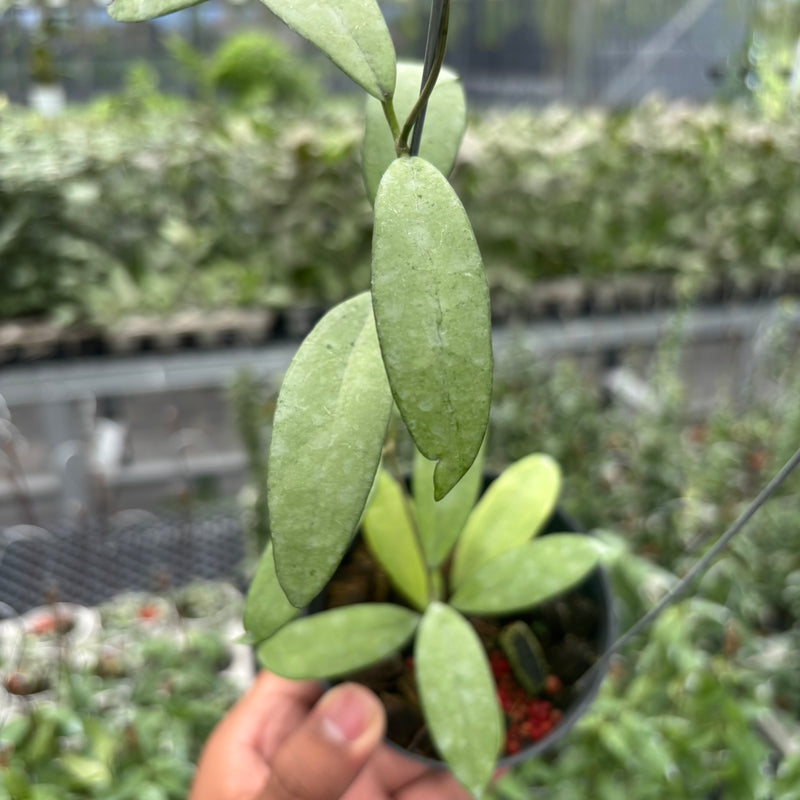 Hoya Sp. Rindu Rafflesia x Hoya Crassipetiolata (VH-02-16)