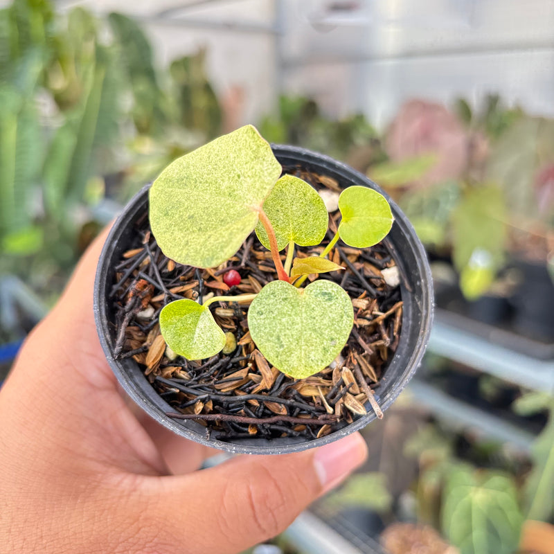 anthurium red velvet cake Anthurium (Dark & Handsome x Red Velvet Cake) x RVDP — Aroidasia