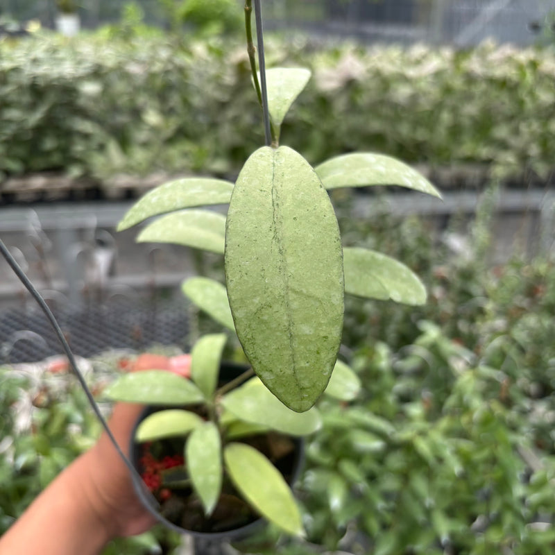 Hoya Sp. Rindu Rafflesia x Hoya Crassipetiolata (VH-02-16)