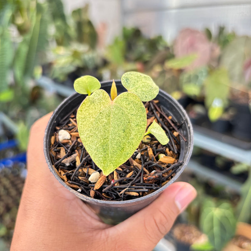 Anthurium (Dark & Handsome x Red Velvet Cake) x RVDP