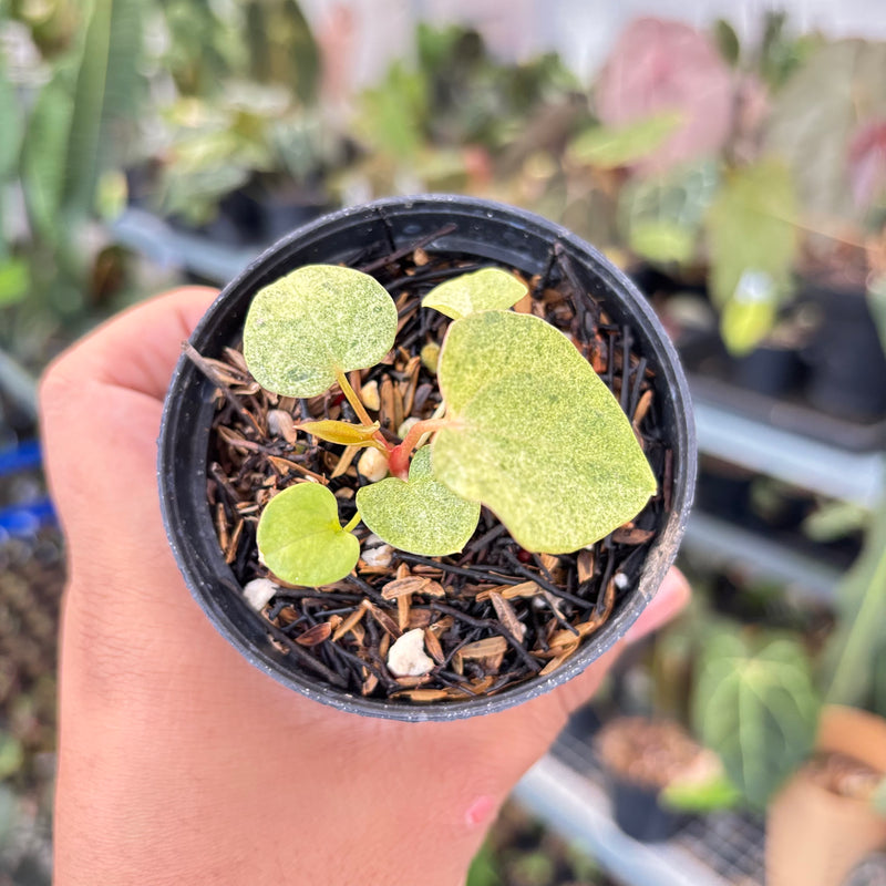 anthurium red velvet Anthurium (Dark & Handsome x Red Velvet Cake) x RVDP — Aroidasia
