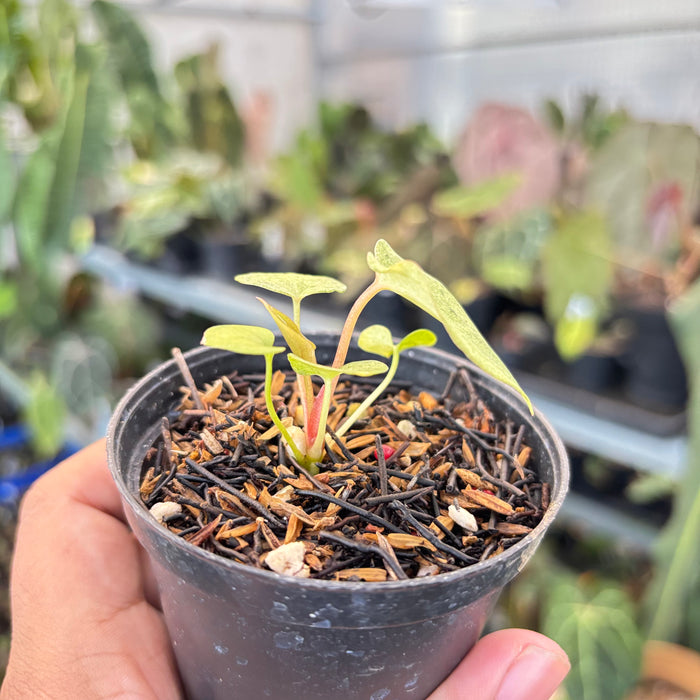 Anthurium (Dark & Handsome x Red Velvet Cake) x RVDP