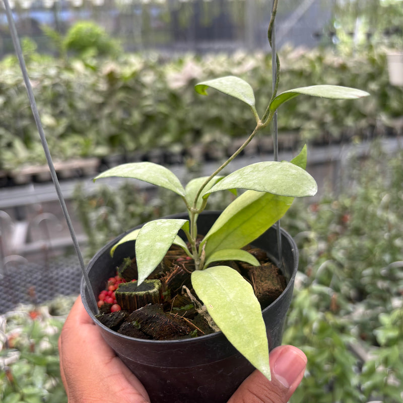 Hoya Sp. Rindu Rafflesia x Hoya Crassipetiolata (VH-02-16)