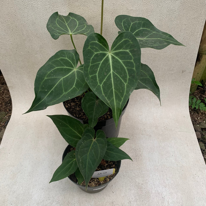 FS010-09 Package J (Anthurium Clarinervium x Warocqueanum & Anthurium Papillilaminum Narrow)