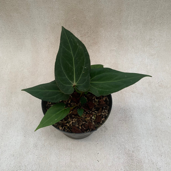 FS010-09 Package J (Anthurium Clarinervium x Warocqueanum & Anthurium Papillilaminum Narrow)