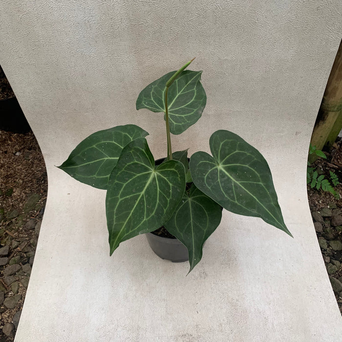 FS010-09 Package J (Anthurium Clarinervium x Warocqueanum & Anthurium Papillilaminum Narrow)