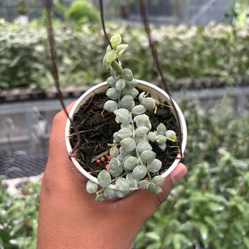 Hoya Disc. Nummularia "Variegated"
