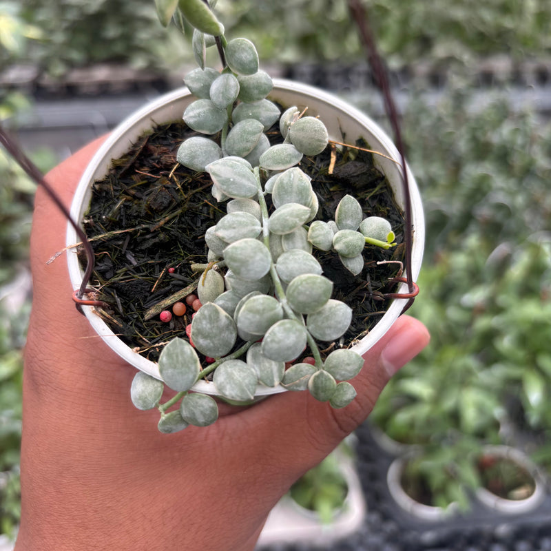 Hoya Disc. Nummularia "Variegated"