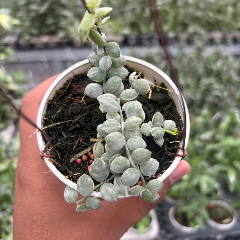 Dischidia Nummularia "Variegated" - Aroid Asia
