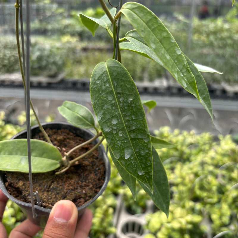 Hoya Surisana "Orange" VN-740