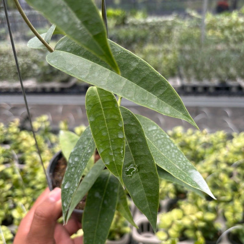 Hoya Surisana "Orange" VN-740