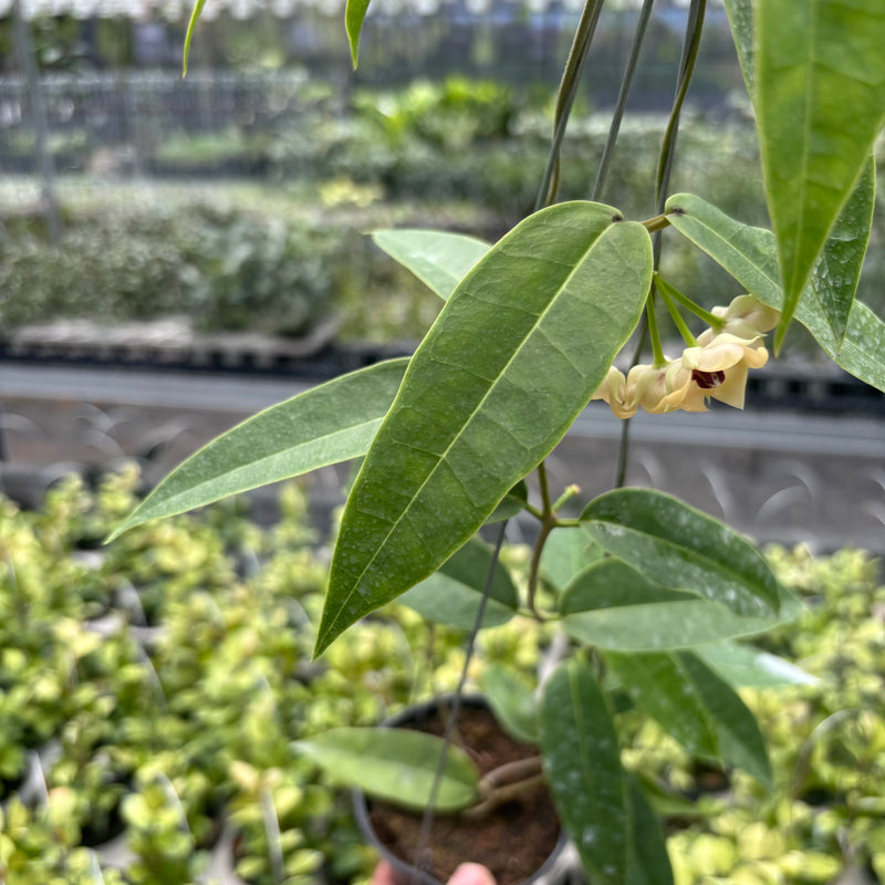 Hoya Surisana "Orange" VN-740