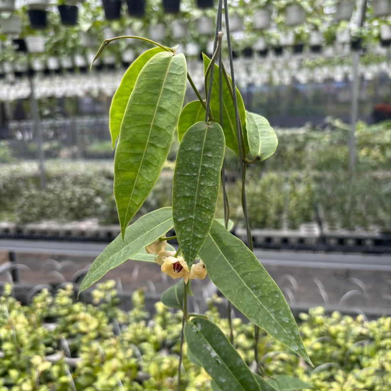 Hoya Surisana "Orange" VN-740
