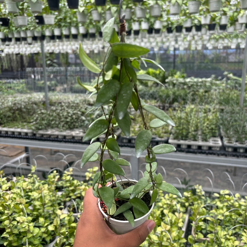 Hoya Dolicantha
