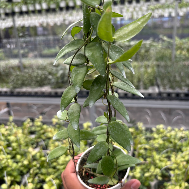 Hoya Dolicantha