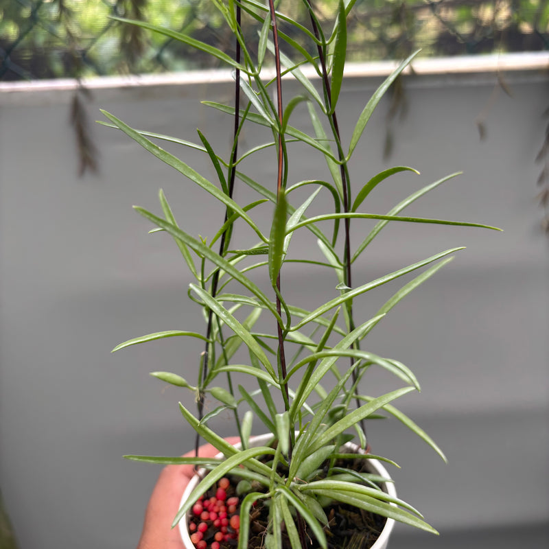 Hoya Disc. Sp. Papua "VN-733"