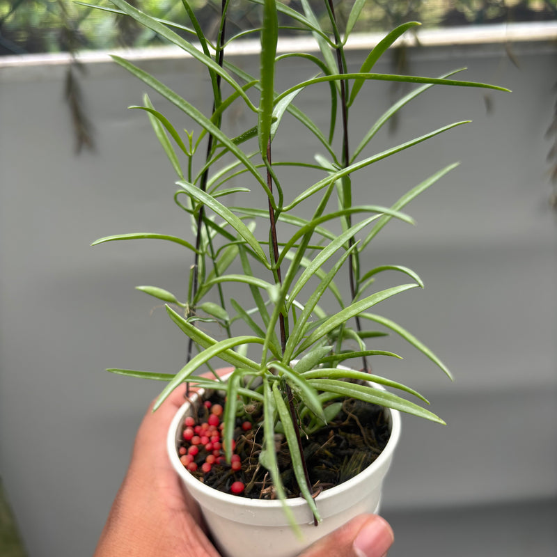 Hoya Disc. Sp. Papua "VN-733"