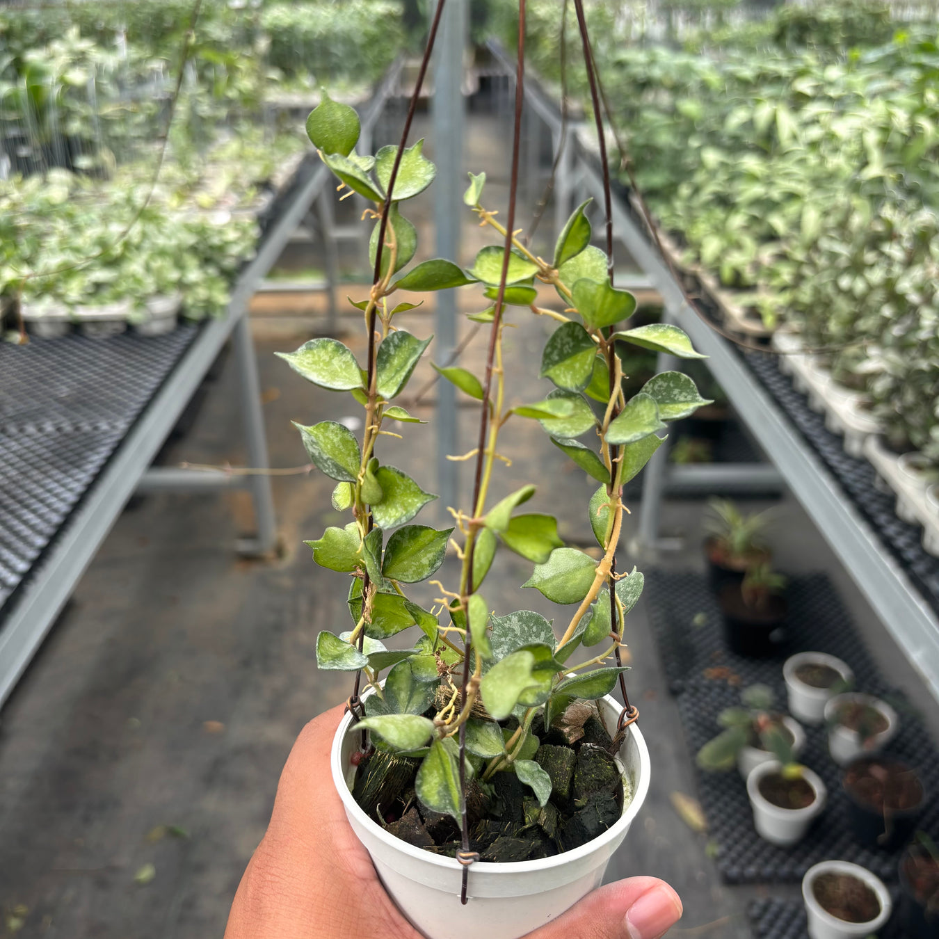 Hoya Inner Variegated