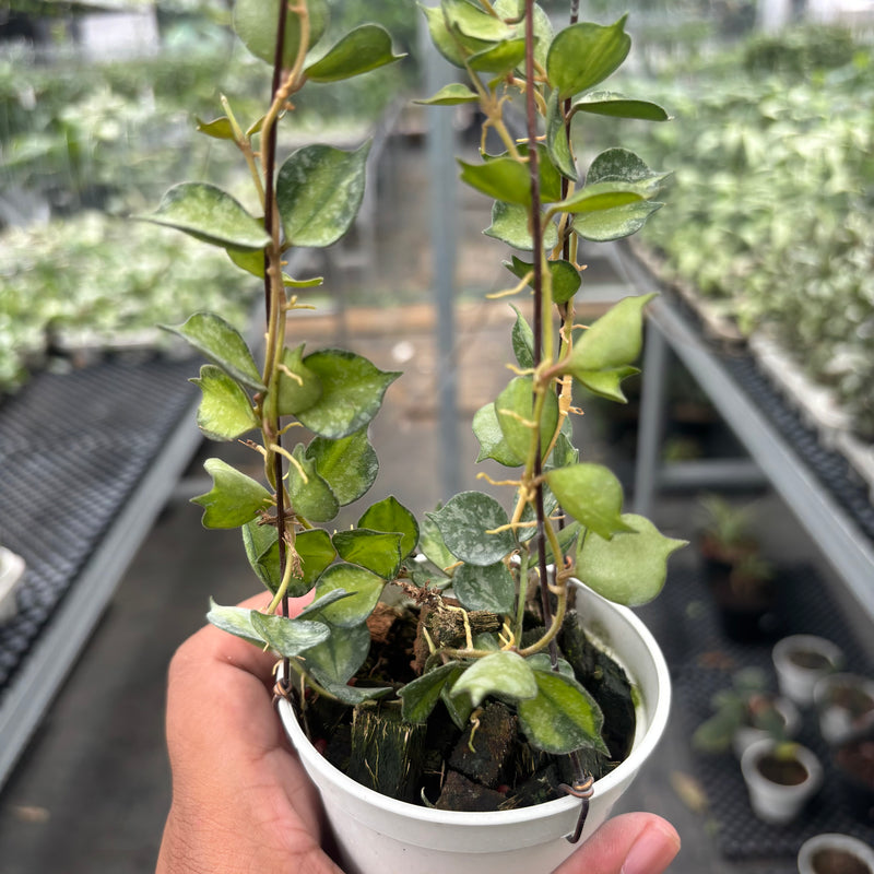 Hoya Curtisii "Inner Variegated"