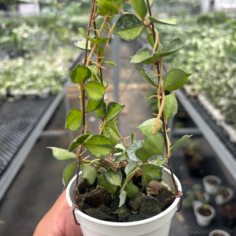 Hoya Curtisii "Inner Variegated"