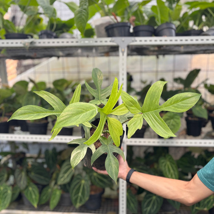 2 Pcs Philodendron Florida Ghost Mature Size (BOGO)