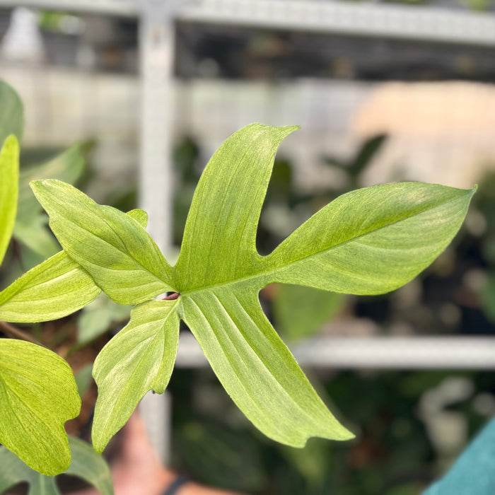 2 Pcs Philodendron Florida Ghost Mature Size (BOGO)