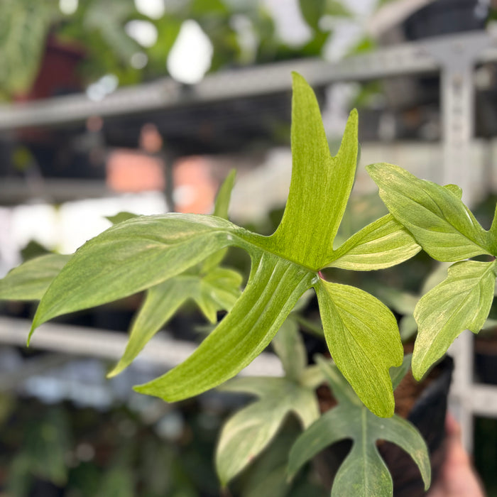 2 Pcs Philodendron Florida Ghost Mature Size (BOGO)