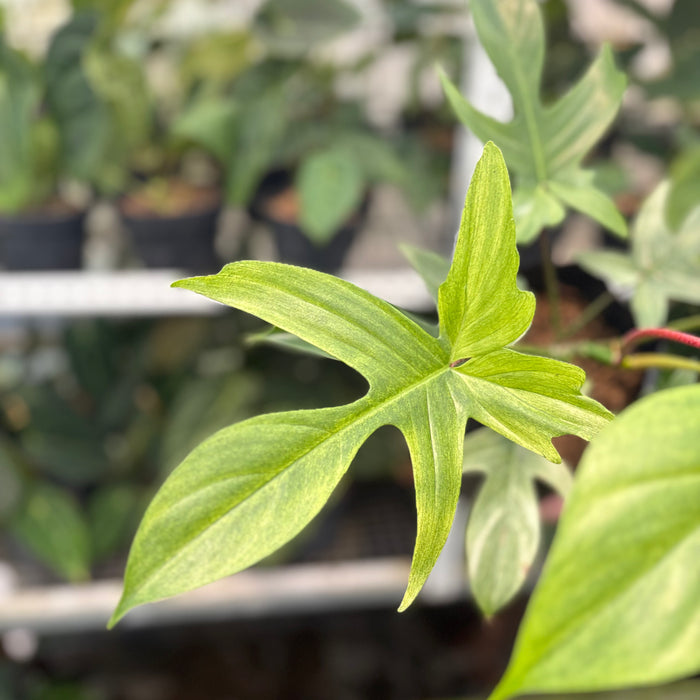 2 Pcs Philodendron Florida Ghost Mature Size (BOGO)