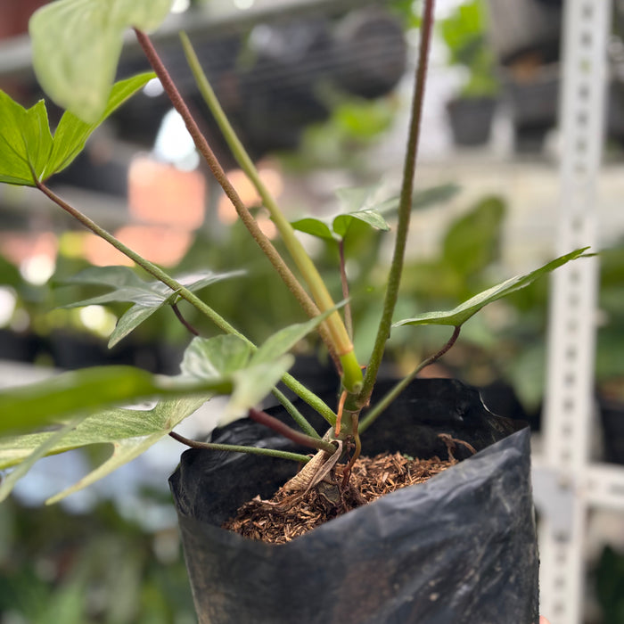 2 Pcs Philodendron Florida Ghost Mature Size (BOGO)