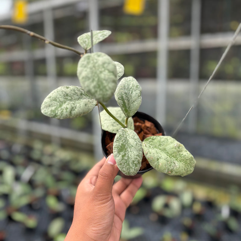 FS1-3 Hoya Waymaniae Cloudy Sky