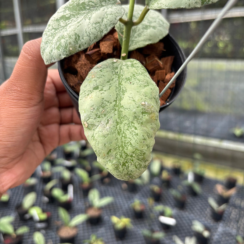 FS1-3 Hoya Waymaniae Cloudy Sky