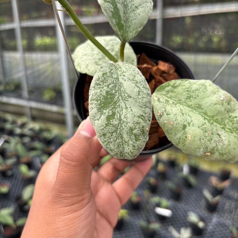 FS1-3 Hoya Waymaniae Cloudy Sky