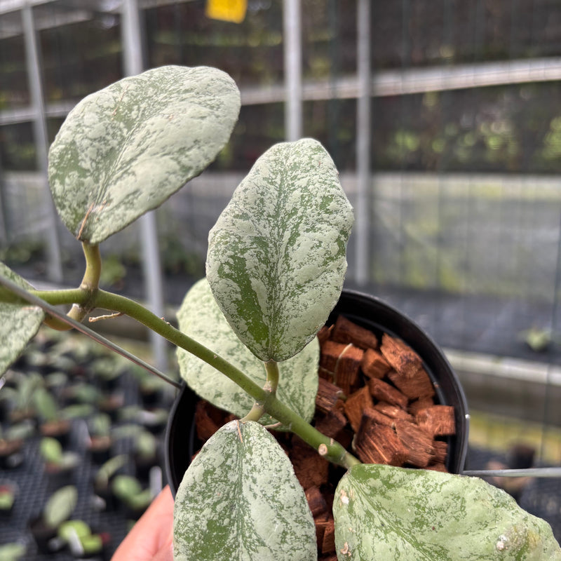 FS1-3 Hoya Waymaniae Cloudy Sky