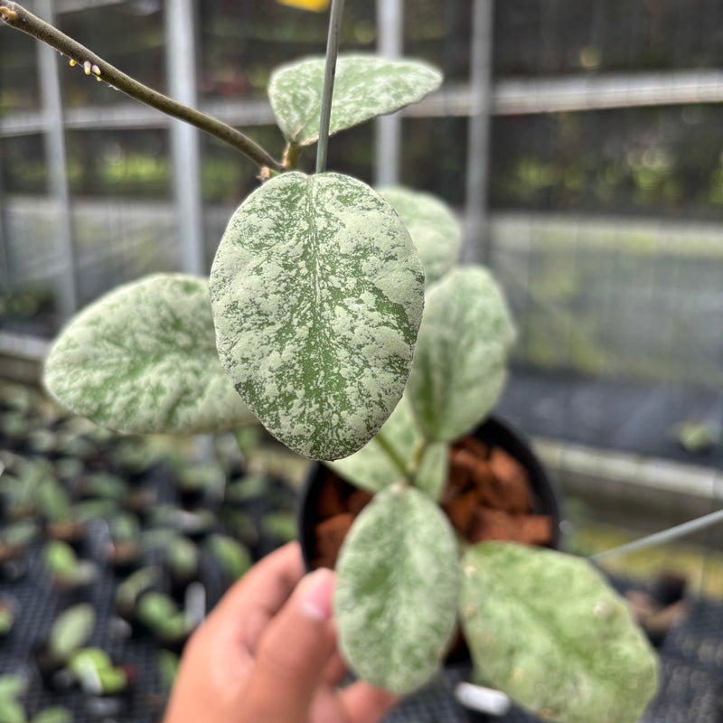 FS1-3 Hoya Waymaniae Cloudy Sky