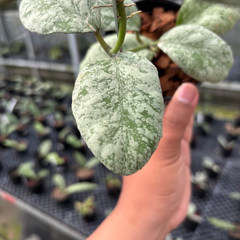 FS1-3 Hoya Waymaniae Cloudy Sky