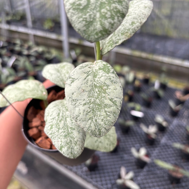 FS1-3 Hoya Waymaniae Cloudy Sky