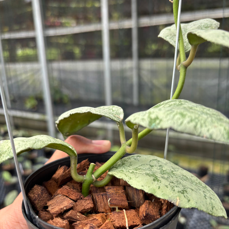 FS1-3 Hoya Waymaniae Cloudy Sky