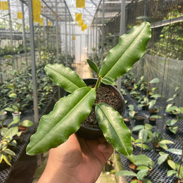 Hoya Imperialis Pink