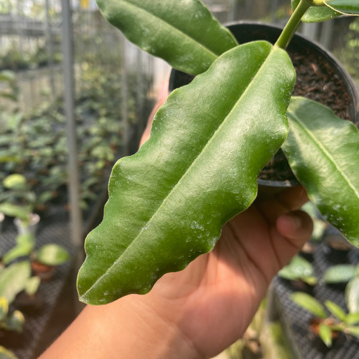 Hoya Imperialis Pink