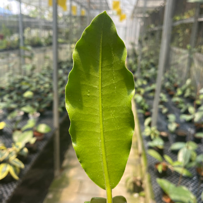 Hoya Imperialis Pink