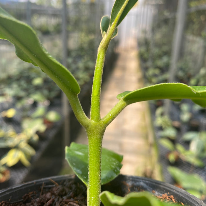 Hoya Imperialis Pink