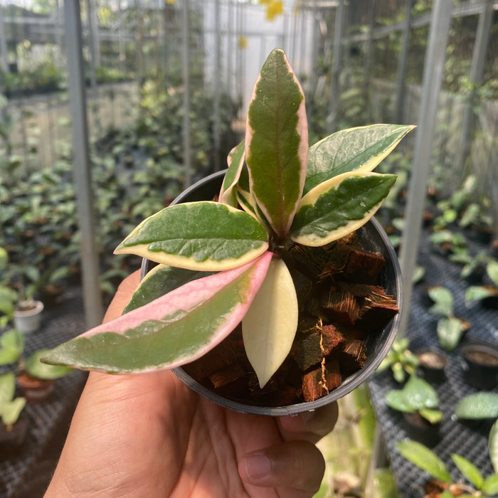Hoya Carnosa Flamingo Dreams