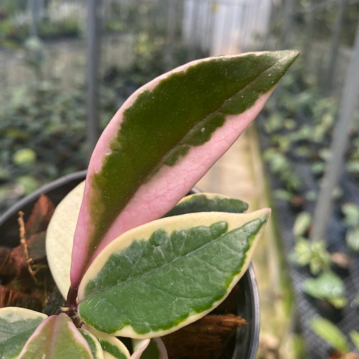 Hoya Carnosa Flamingo Dreams