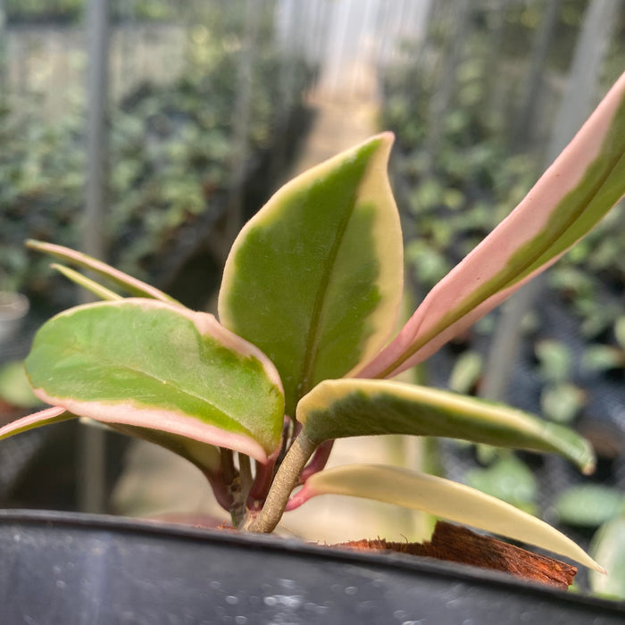 Hoya Carnosa Flamingo Dreams