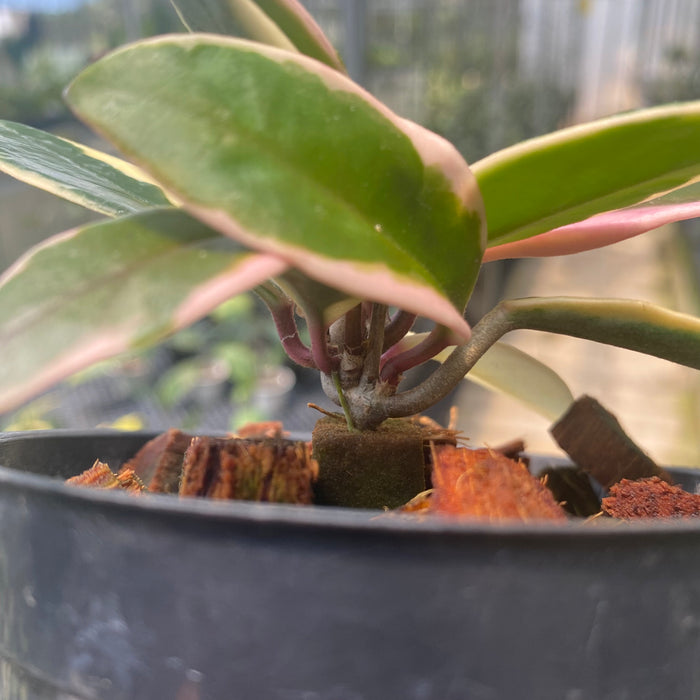 Hoya Carnosa Flamingo Dreams