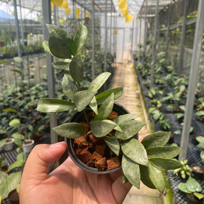 Hoya Lacunosa Gold Powder