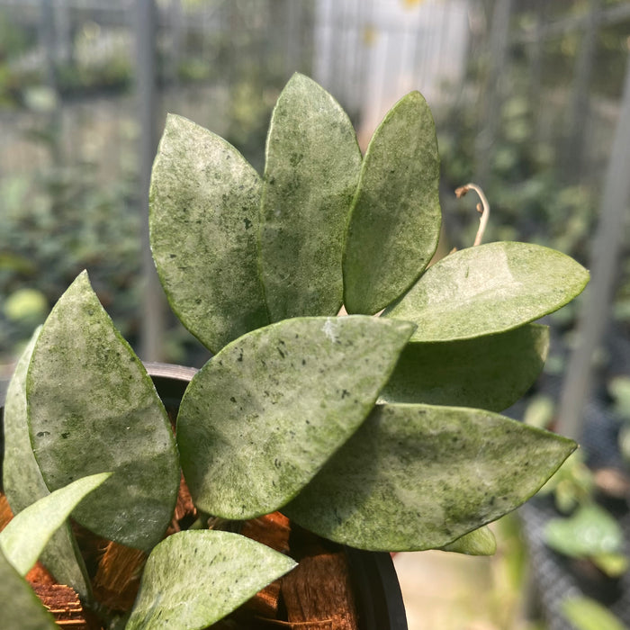 Hoya Lacunosa Gold Powder