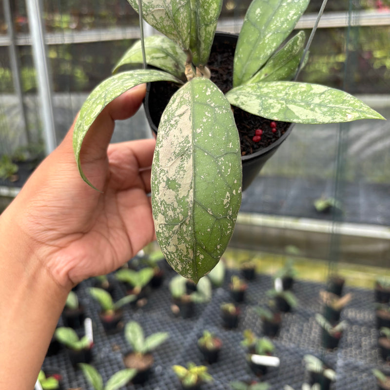 FS3-3 Hoya Clemensiorum SP Aceh High Splash