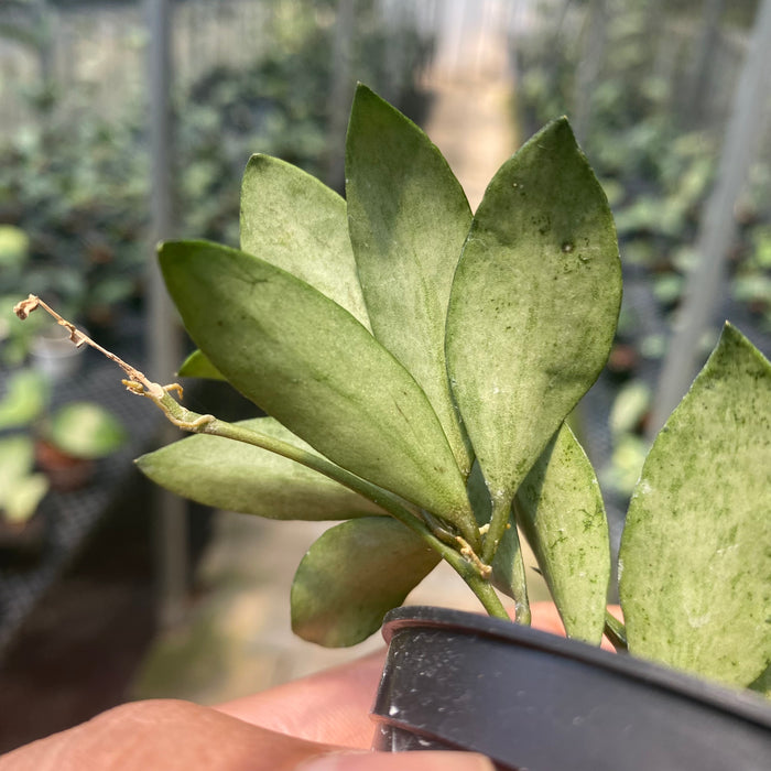 Hoya Lacunosa Gold Powder